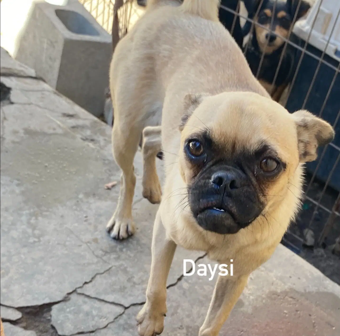 Daisy From Mexico image 3