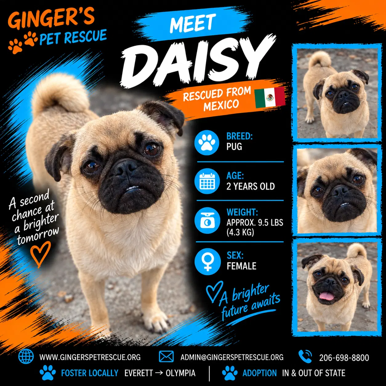 Daisy From Mexico - Pug