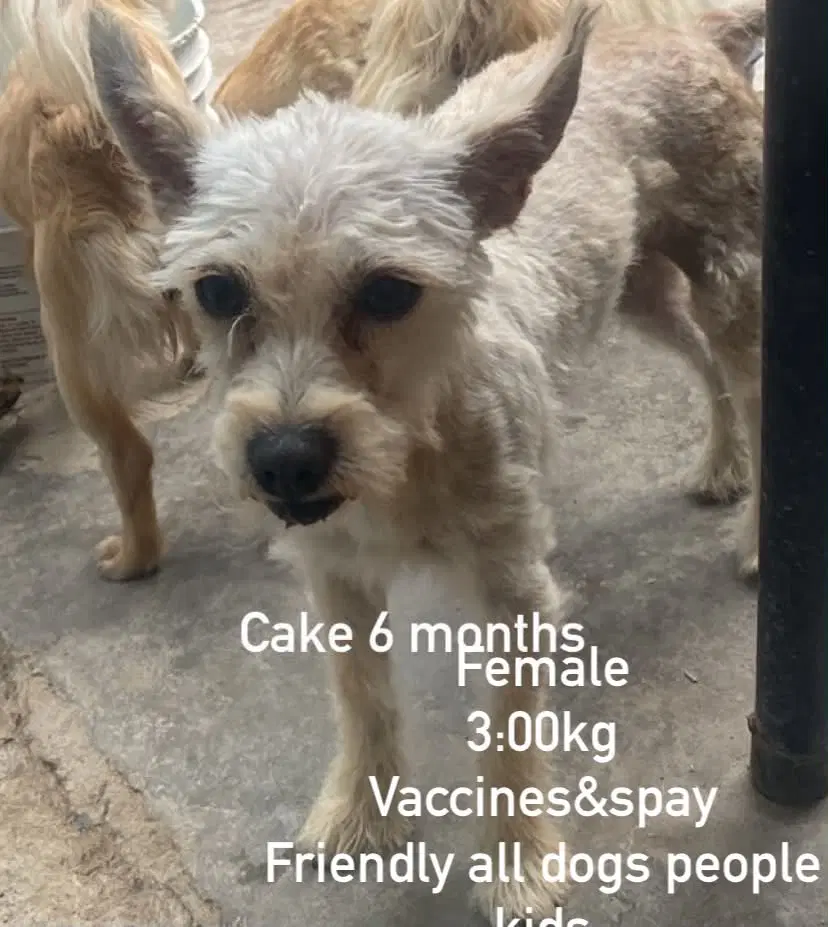 Cake From Mexico - Terrier