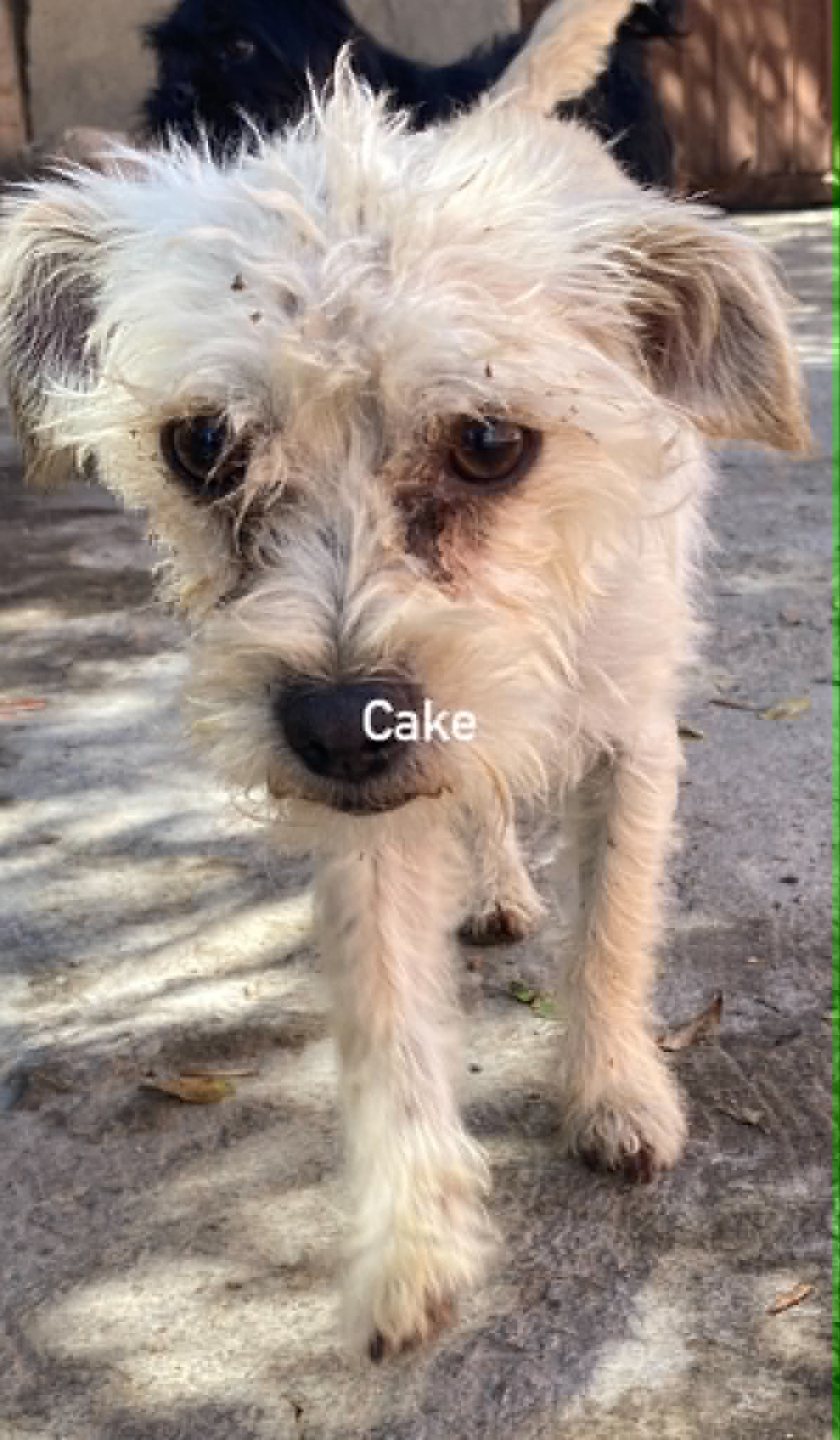 Cake From Mexico image 2