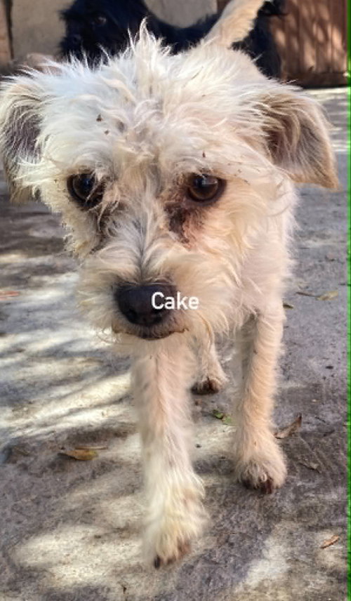 Cake from Mexico photo 2