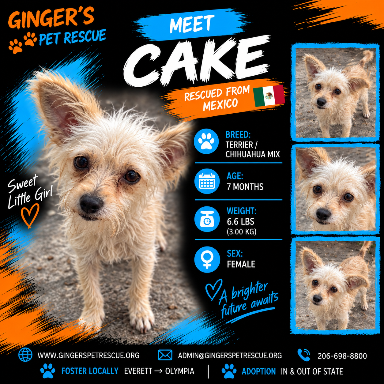 Cake from Mexico, Terrier