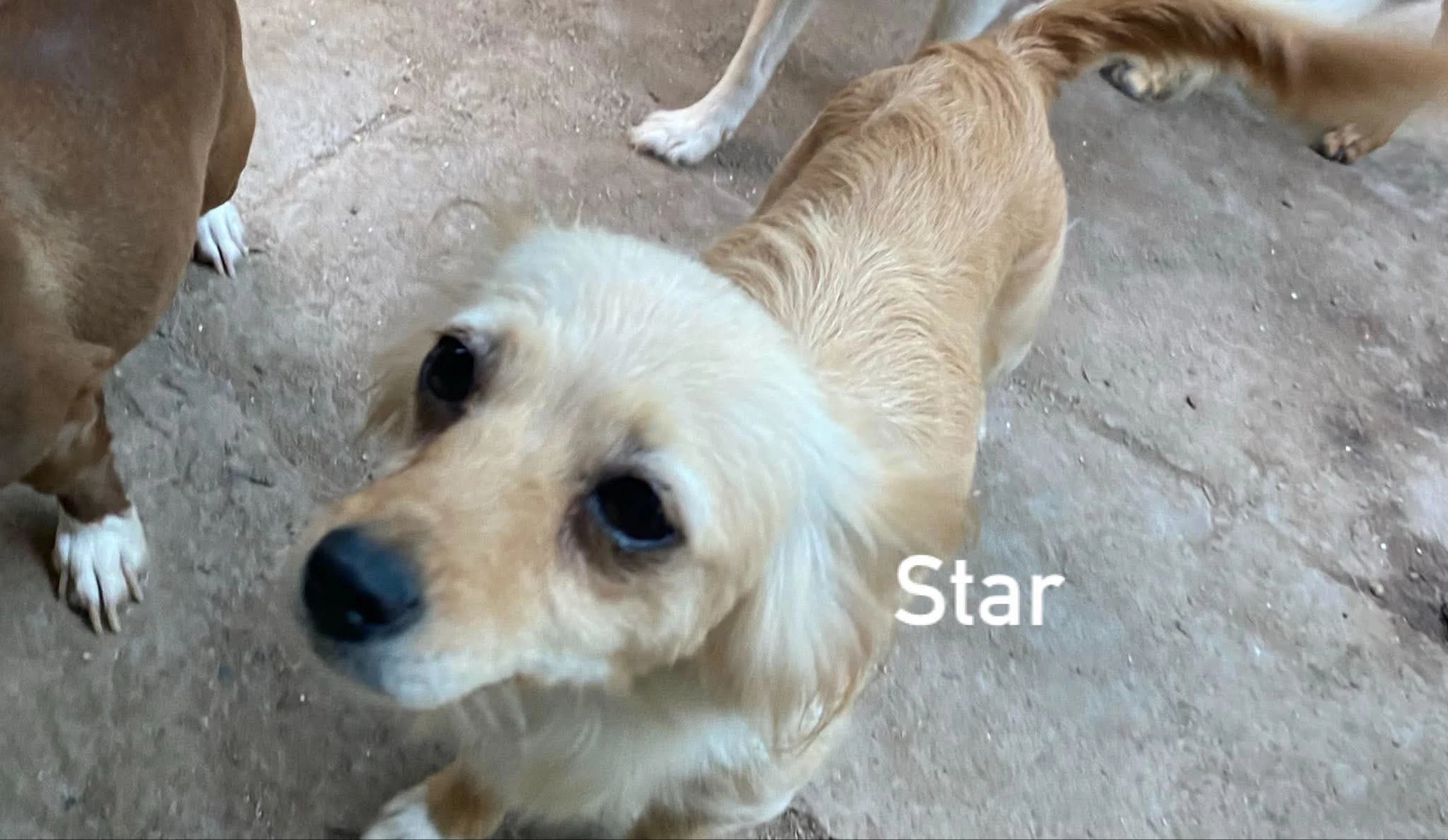 Star From Mexico