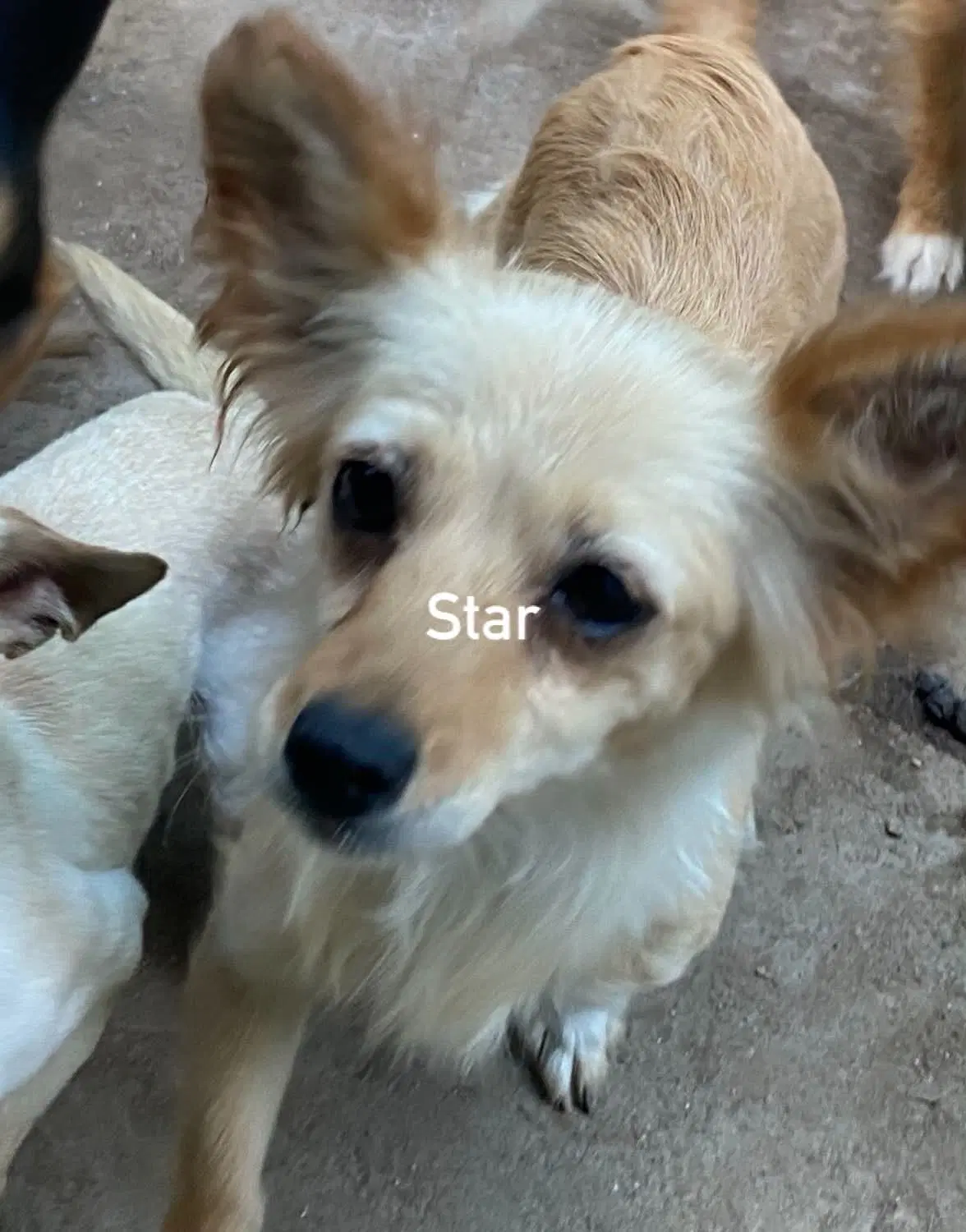 Star From Mexico image 2