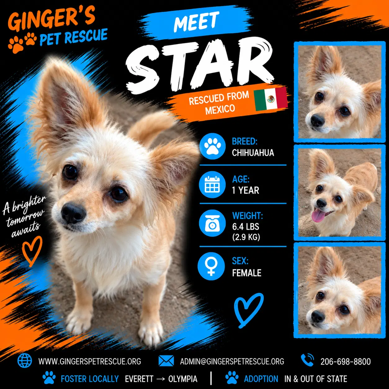 Star From Mexico - Chihuahua