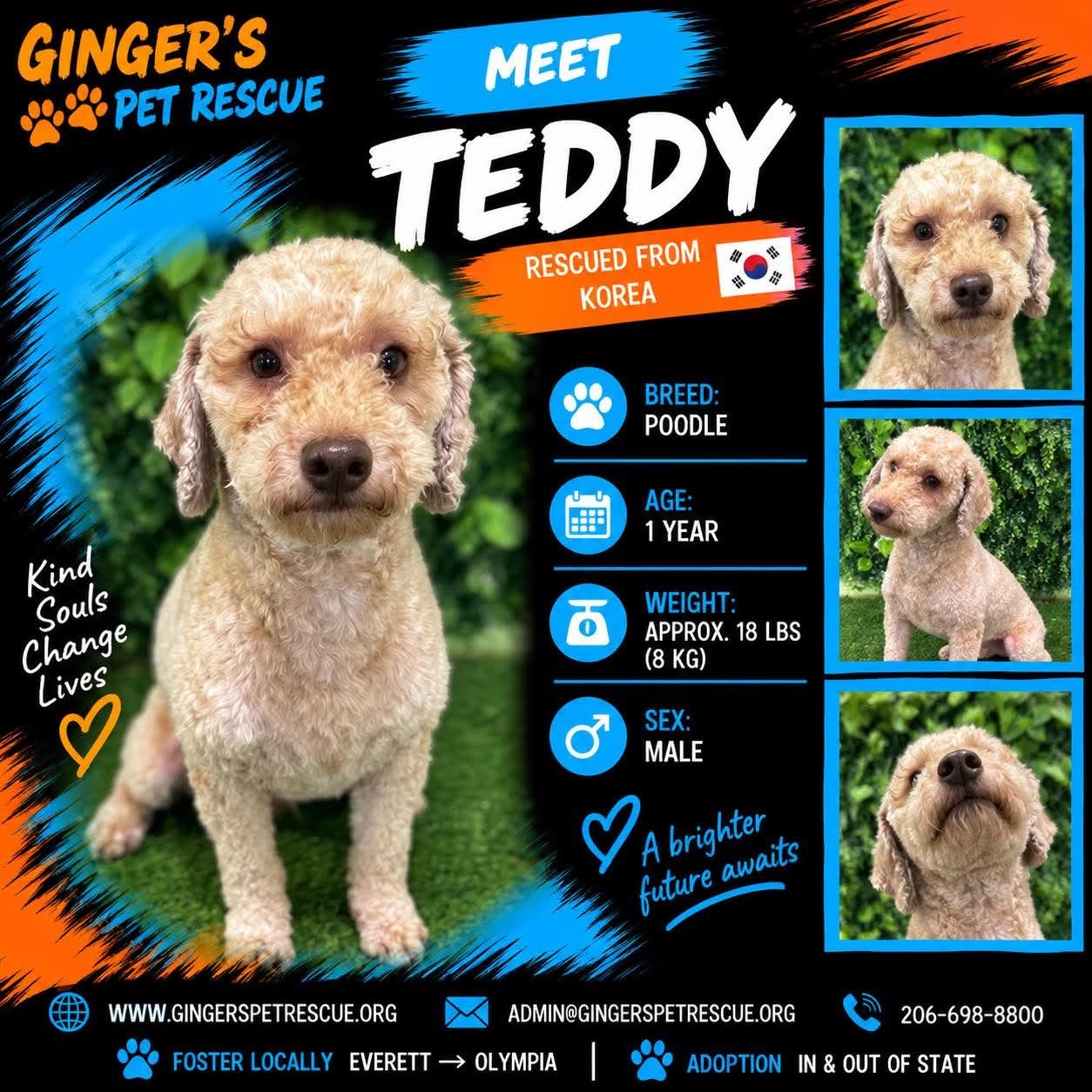 Teddy from Korea