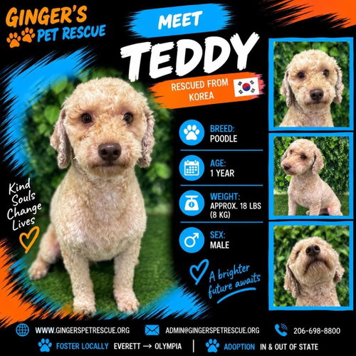 Teddy from Korea, a dog for adoption from Ginger's pet rescue