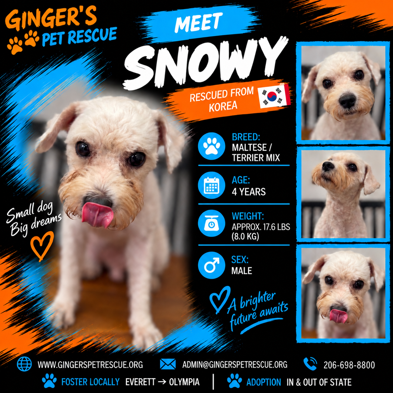 Snowy from Korea, Maltese