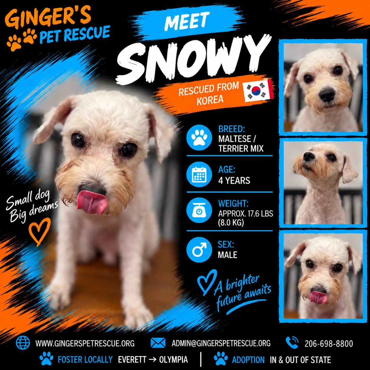 Snowy From Korea image 1