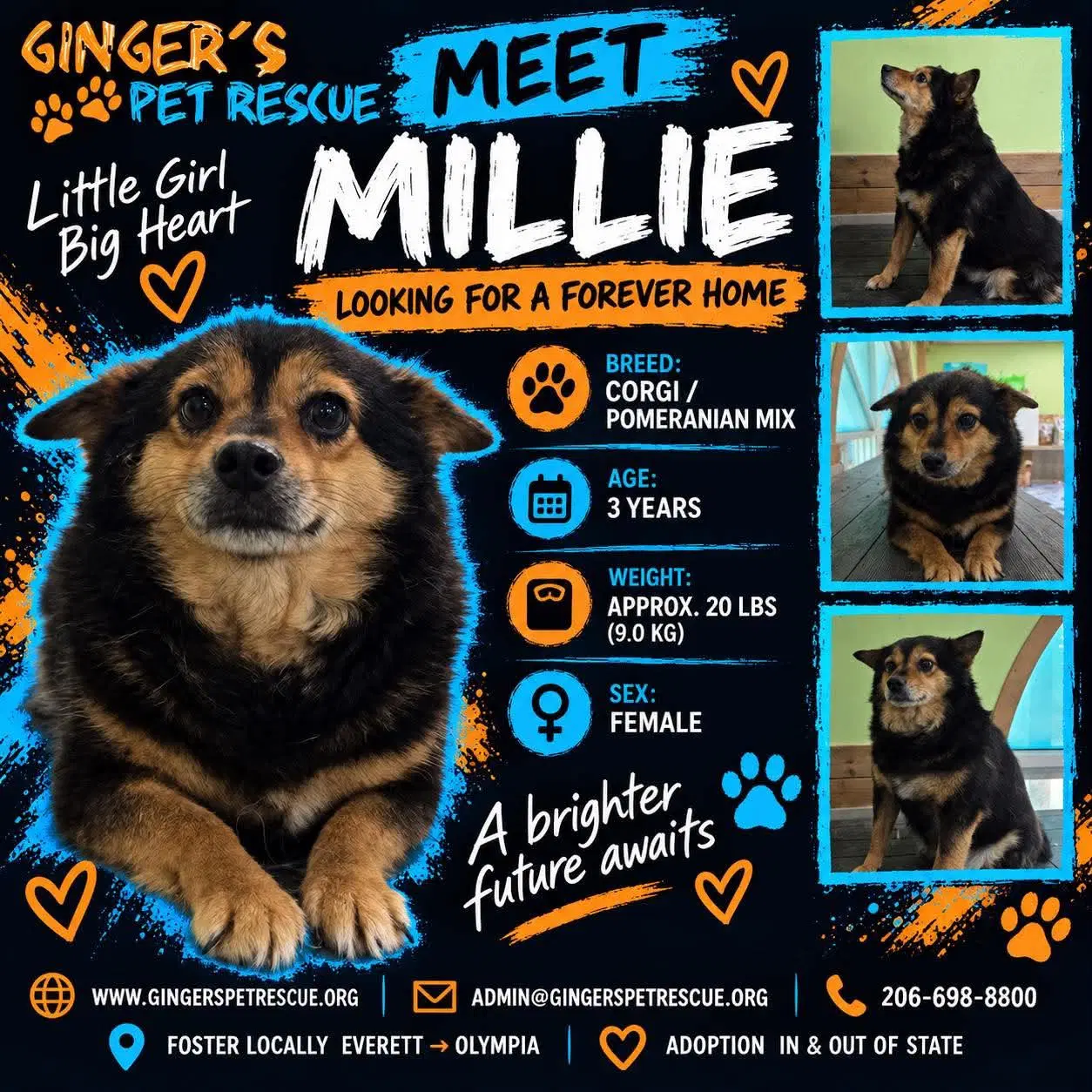 Millie From Korea - Corgi
