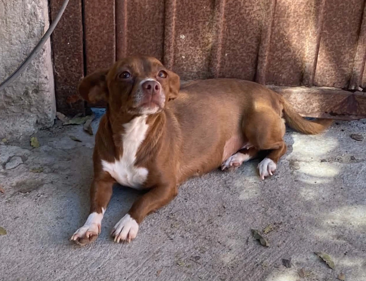 Luna From Mexico
