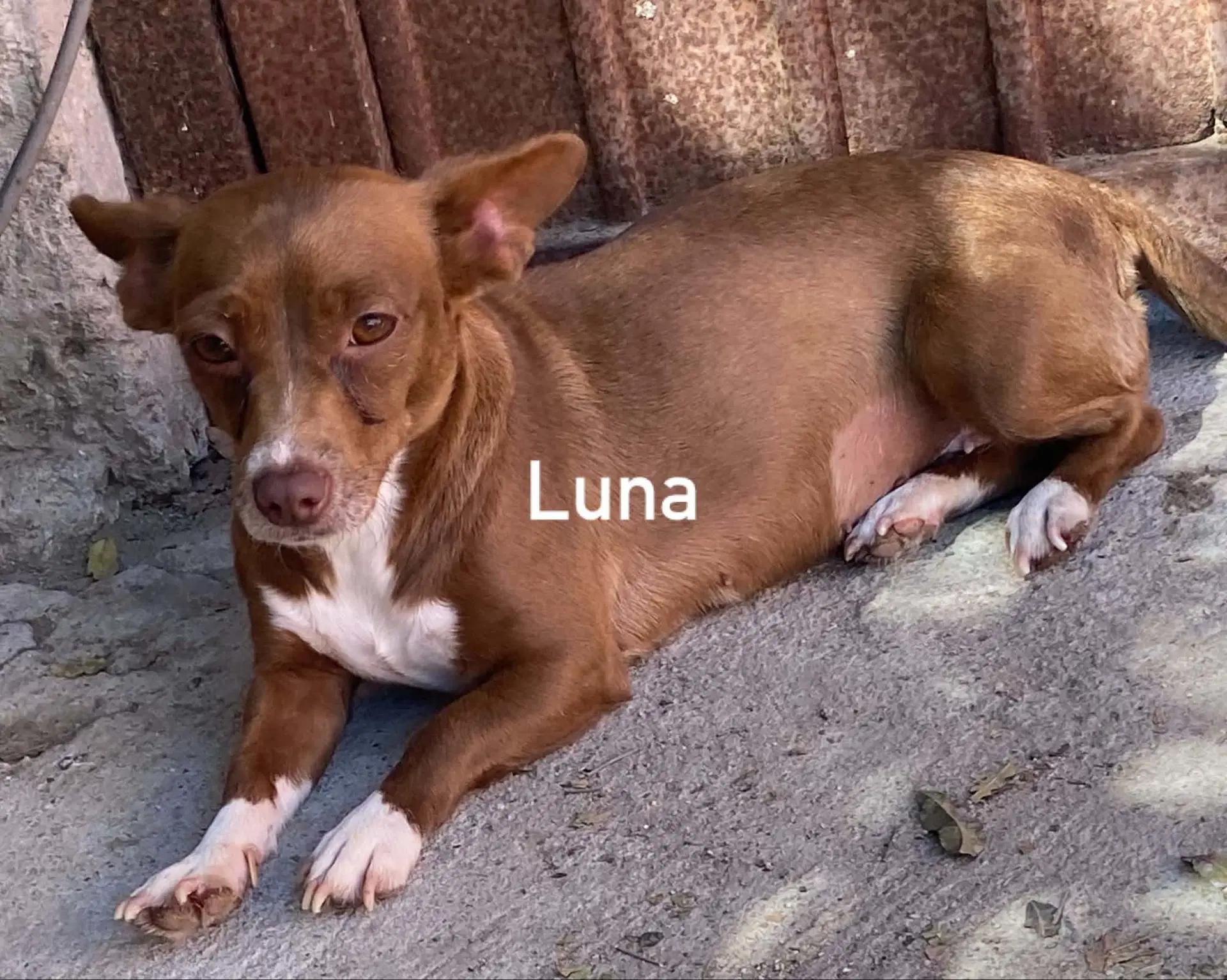 Luna From Mexico image 2