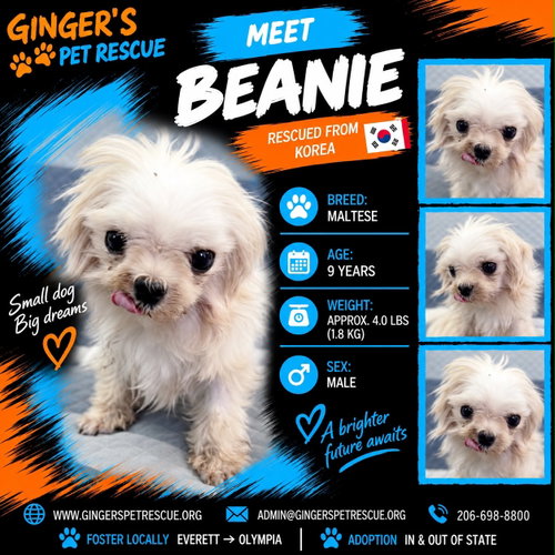Beanie from Korea, a dog for adoption from Ginger's pet rescue