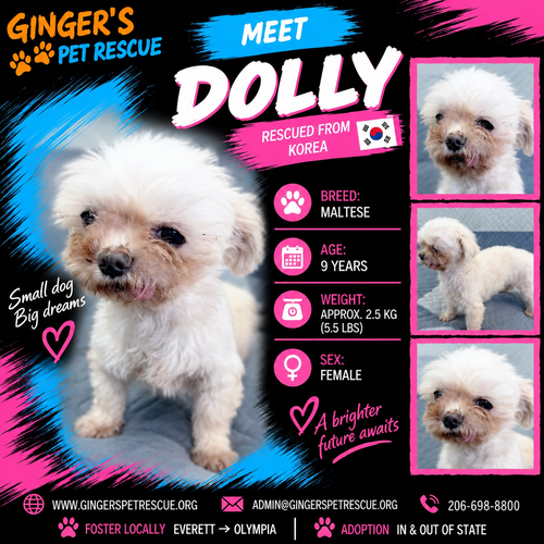 Dolly From Korea, a dog for adoption from Ginger's pet rescue