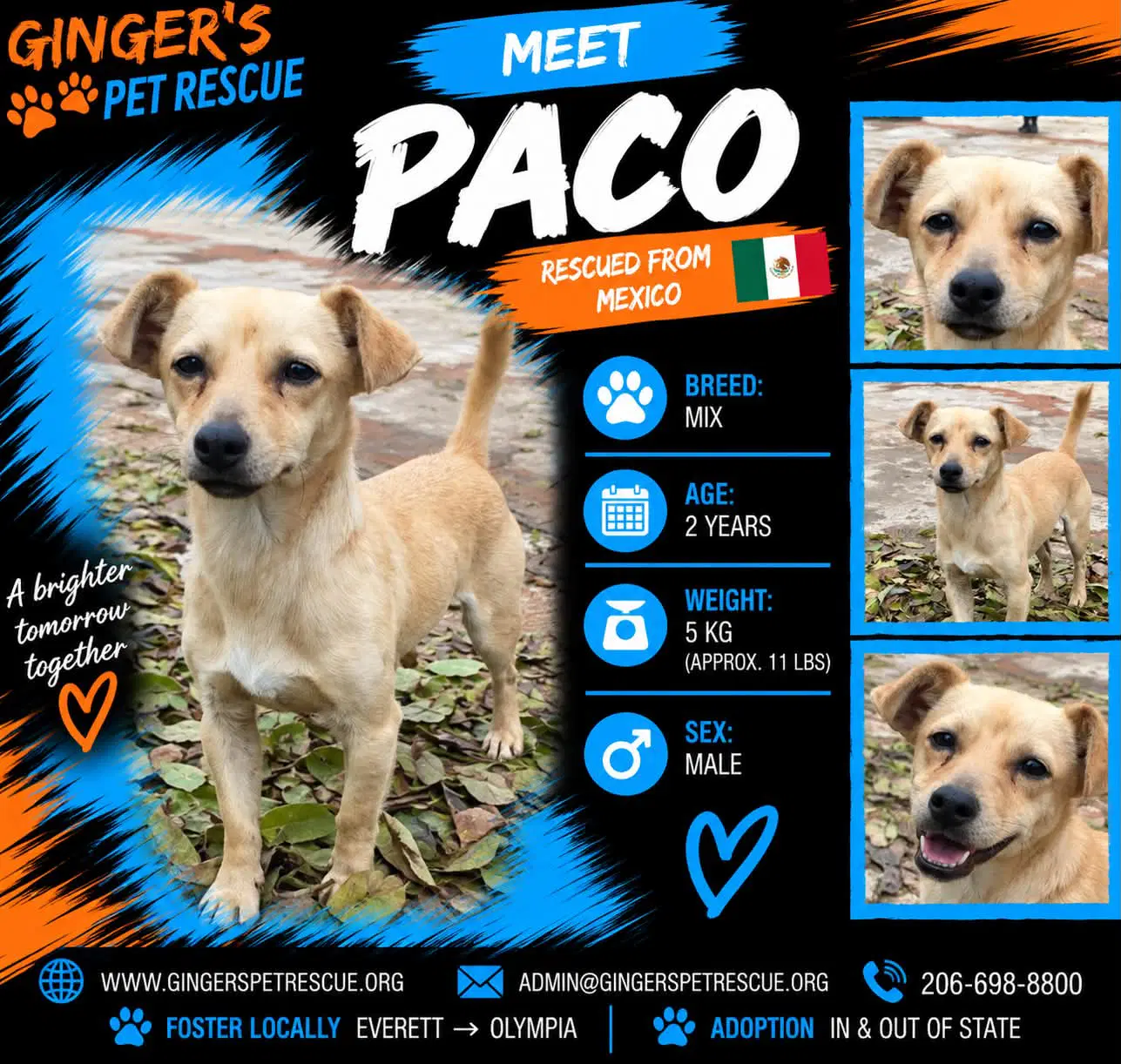 Paco From Mexico - Chihuahua