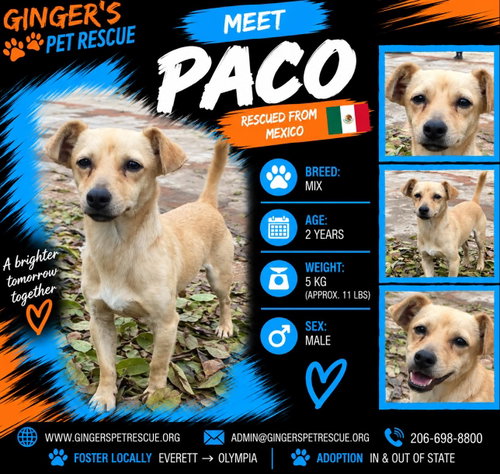 Paco From Mexico, Chihuahua / Terrier / Mixed (short coat)