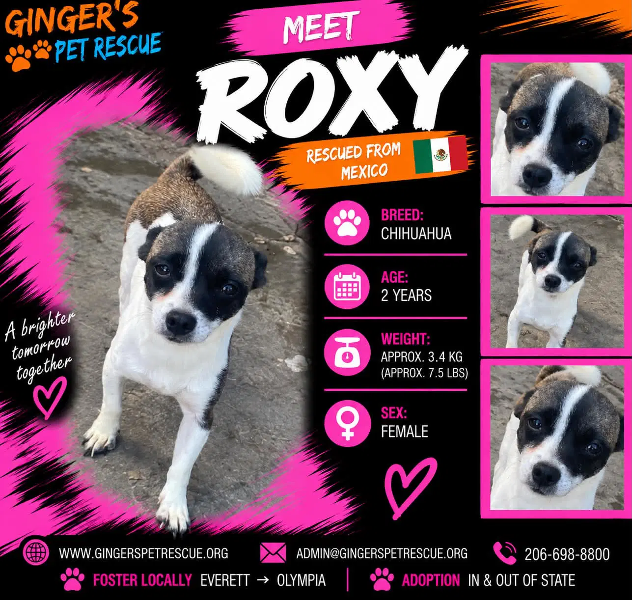 Roxy From Mexico - Chihuahua