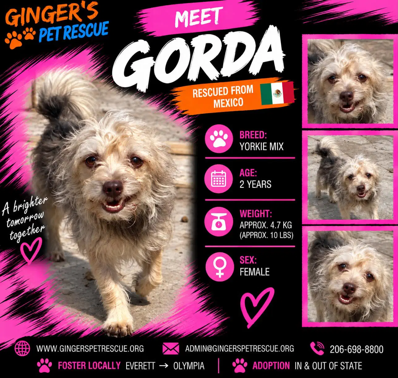 Gorda From Mexico - Yorkshire Terrier Yorkie