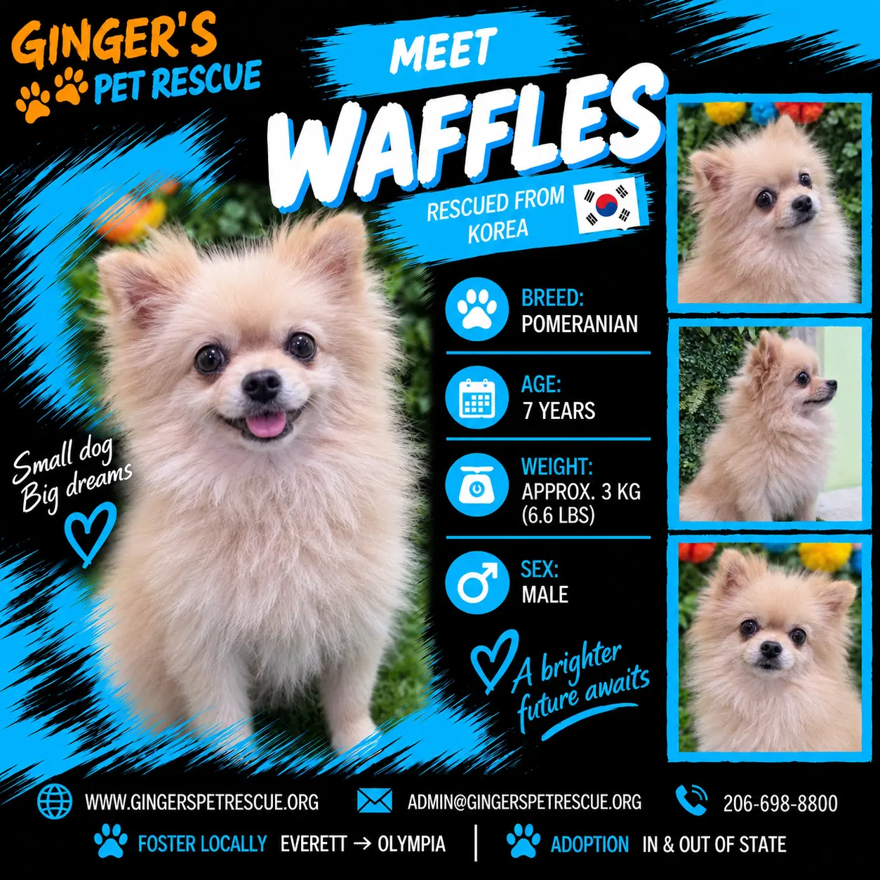 Waffles From Korea - Pomeranian