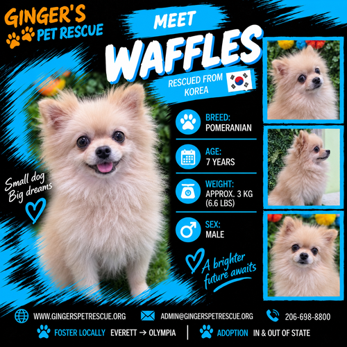 Waffles From Korea, Pomeranian (medium coat)