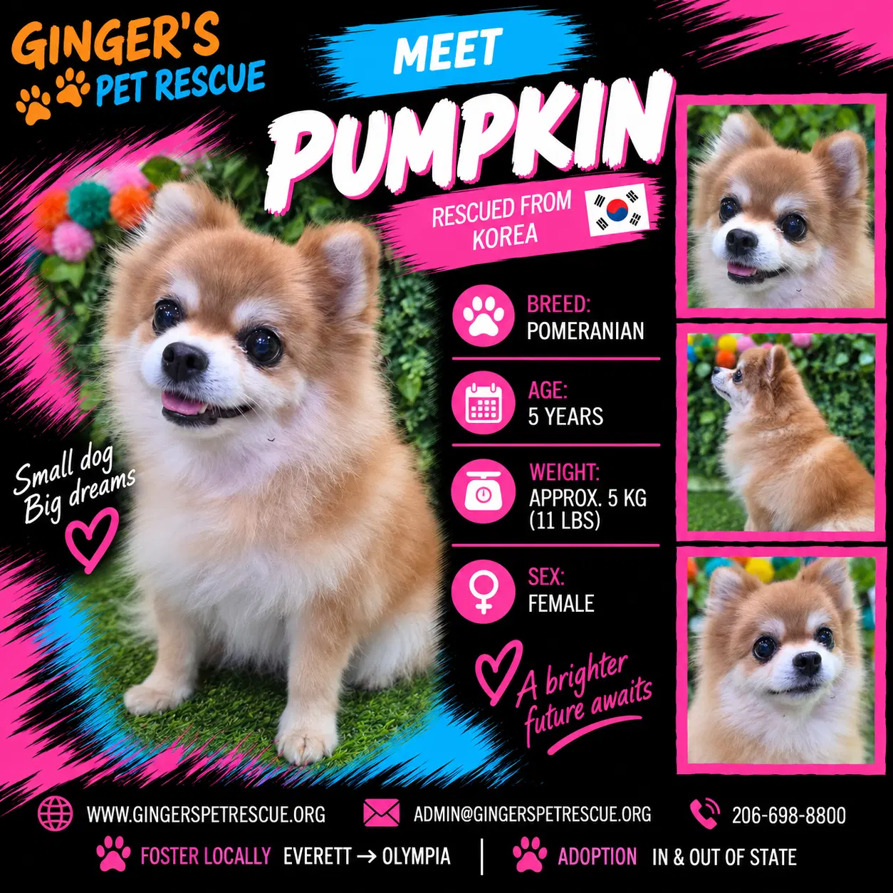 Pumpkin From Korea - Pomeranian