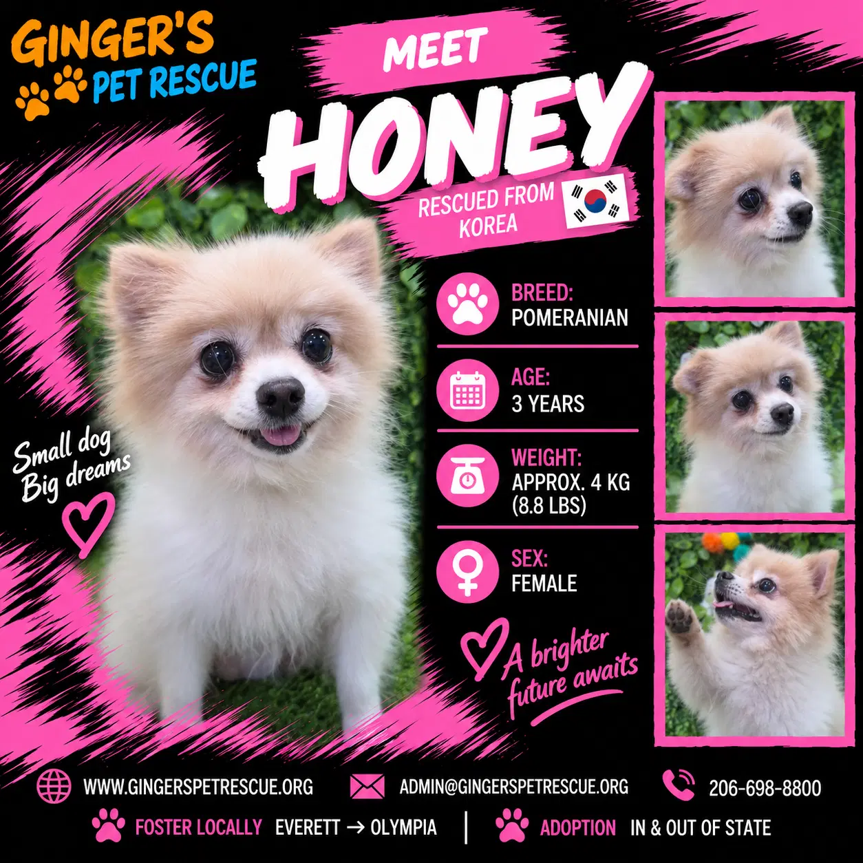 Honey From Korea - Pomeranian
