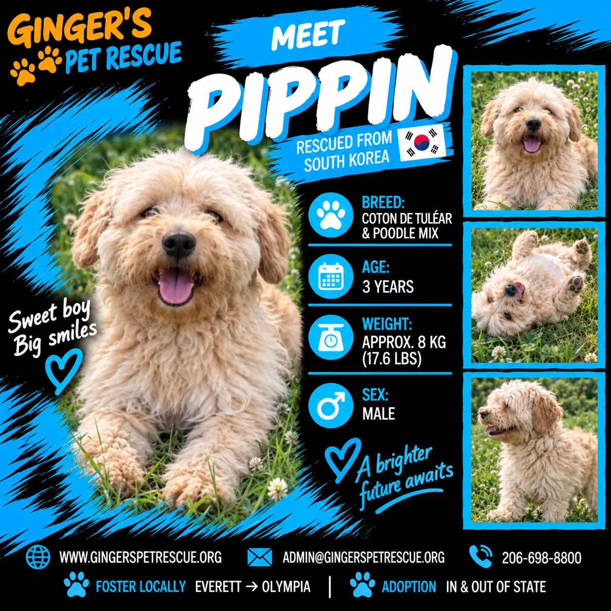 Pippin From Korea - Coton de Tulear