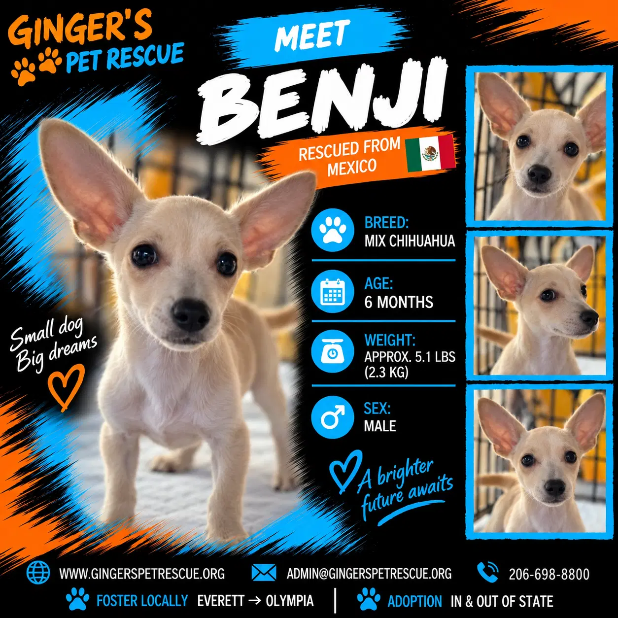 Benji From Mexico - Chihuahua