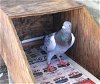 adoptable Bird in  named Cooper w/Swan
