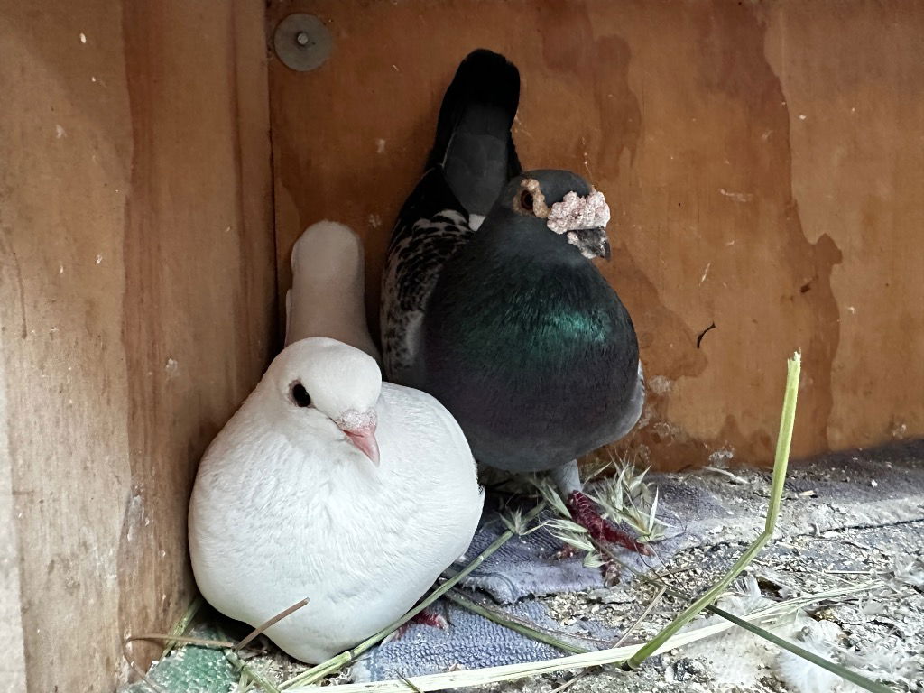 adoptable Bird in San Francisco, CA named Cooper w/Swan