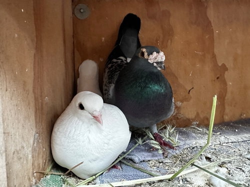 Cooper w/Swan, a poultry for adoption from Palomacy Pigeon & Dove Adoptions