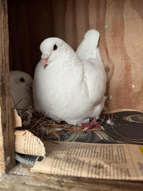 Layla w/ Sam, a poultry for adoption from Palomacy Pigeon & Dove Adoptions