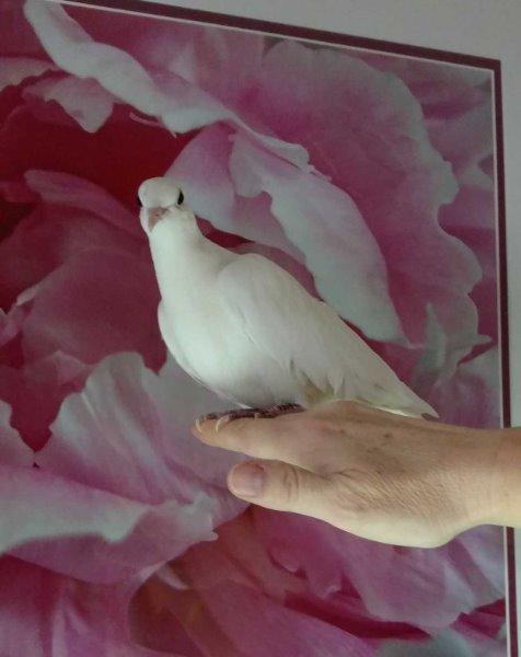 Atom w/Scoop, a poultry for adoption from Palomacy Pigeon & Dove Adoptions