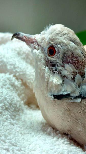 Scoop w/Atom, a poultry for adoption from Palomacy Pigeon & Dove Adoptions