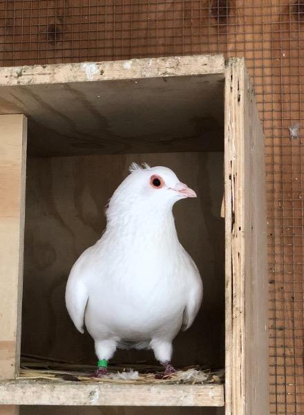 adoptable Bird in San Francisco, CA named Terrence w/ Dill