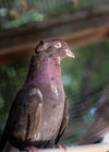 adoptable Bird in San Francisco, CA named Cornell