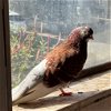 adoptable Bird in  named Vernon w/Reggie