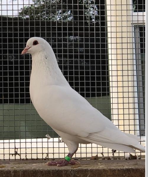 adoptable Bird in San Francisco, CA named Norman w/Serafina