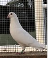 adoptable Bird in  named Norman w/Serafina