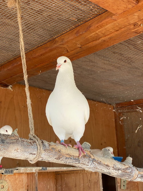 Regalia w/ Hemera, a poultry for adoption from Palomacy Pigeon & Dove Adoptions
