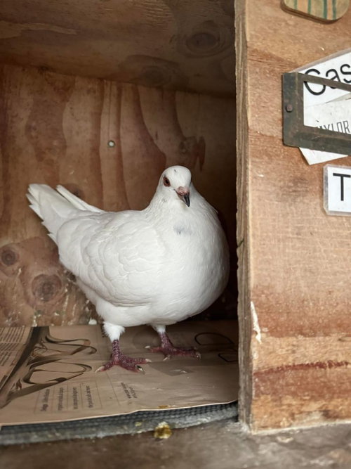 Casper w/Taylor, a poultry for adoption from Palomacy Pigeon & Dove Adoptions