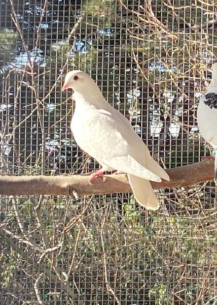 adoptable Bird in San Francisco, CA named Swan w/Cooper