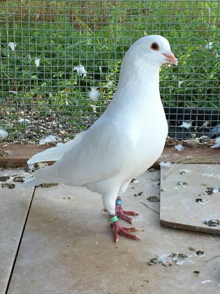 adoptable Bird in San Francisco, CA named Xiya w/Penelope