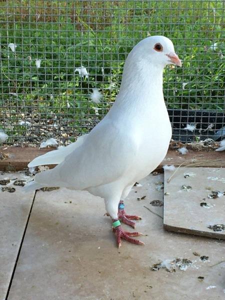 Xiya w/Penelope, a poultry for adoption from Palomacy Pigeon & Dove Adoptions