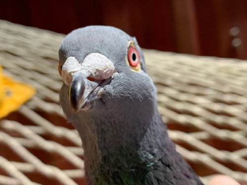 Pidgy w/Beanie, a poultry for adoption from Palomacy Pigeon & Dove Adoptions