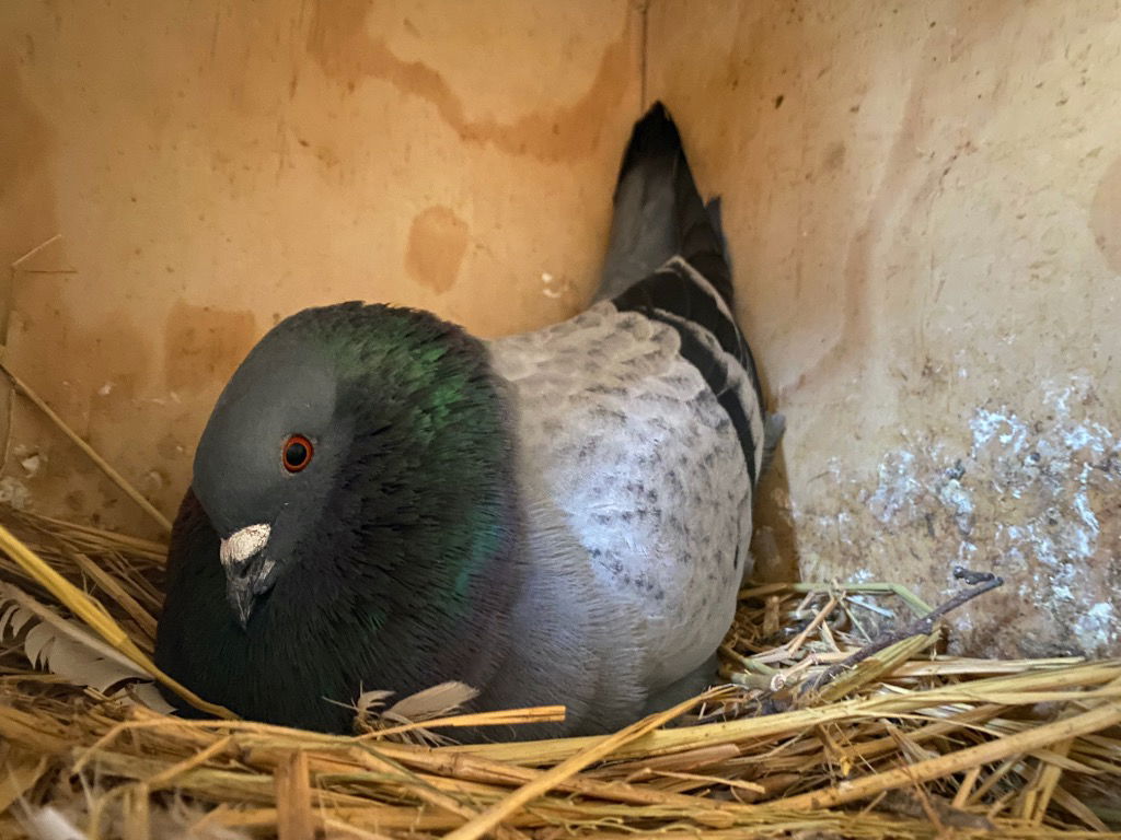 adoptable Bird in San Francisco, CA named Higgins w/ Cookie