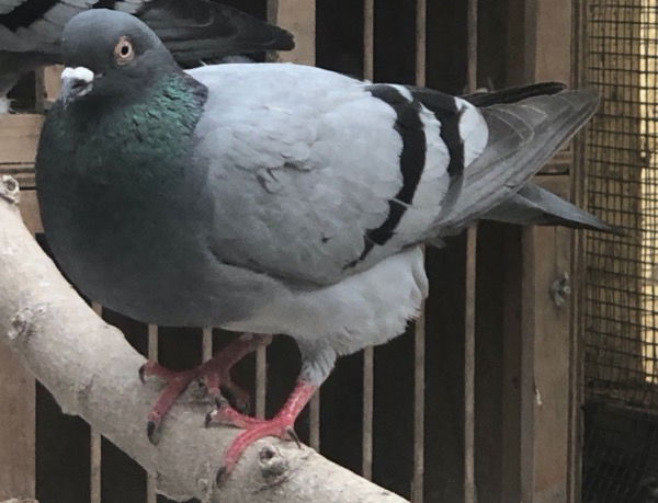 adoptable Bird in San Francisco, CA named Cookie w/ Higgins