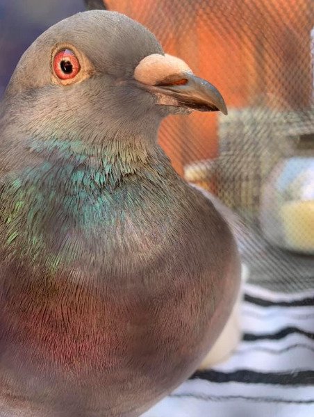adoptable Bird in San Francisco, CA named Revali w/Dearheart