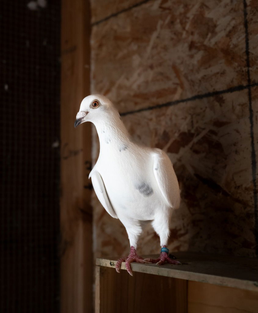 adoptable Bird in San Francisco, CA named Timber w/ Calvin