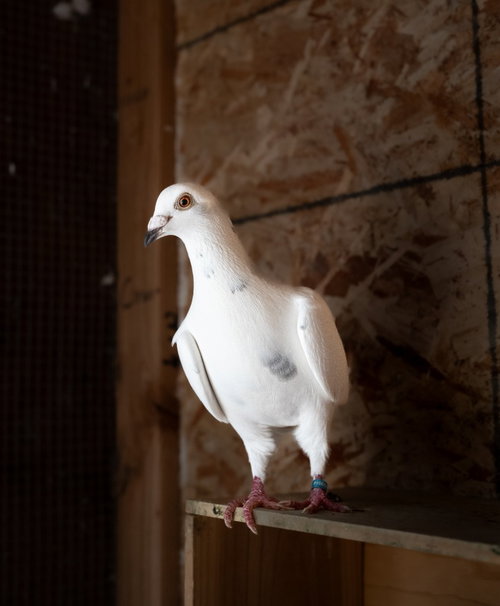 Timber w/ Hydra, a poultry for adoption from Palomacy Pigeon & Dove Adoptions